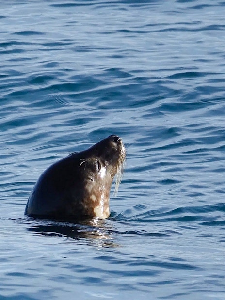 Seal emerging from the ocean during a whale watching tour in Reykjavik.
