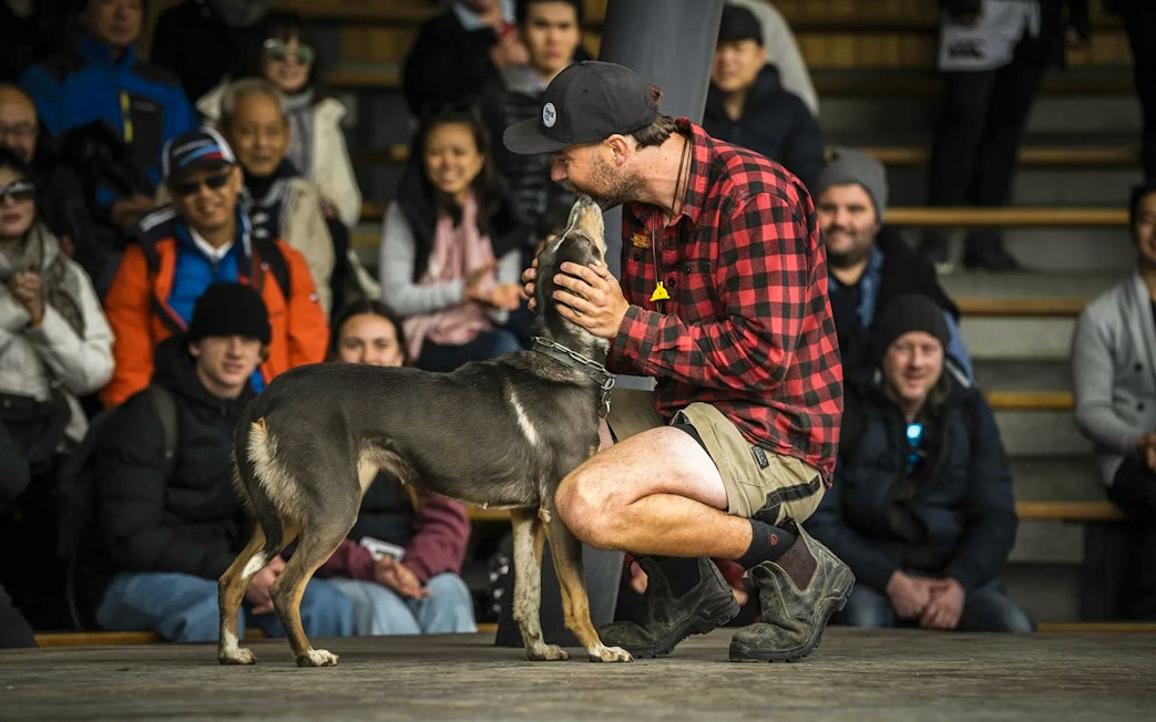 Handler with sheepdog during farm show at Walter Peak, Queenstown.