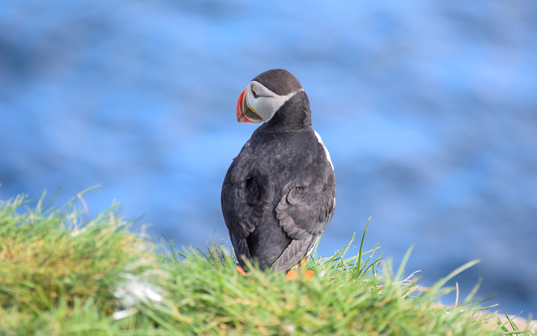Atlantic puffin on grassy cliff during Iceland whale watching tour.