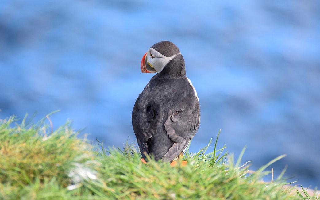 Atlantic puffin on grassy cliff during Iceland whale watching tour.