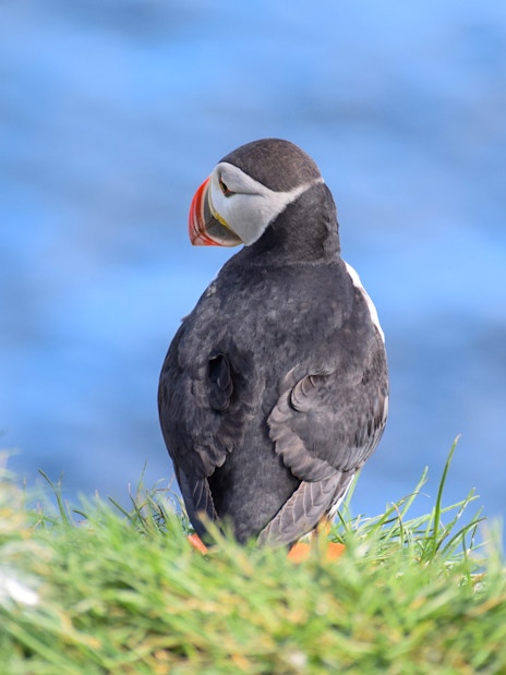Atlantic puffin on grassy cliff during Iceland whale watching tour.