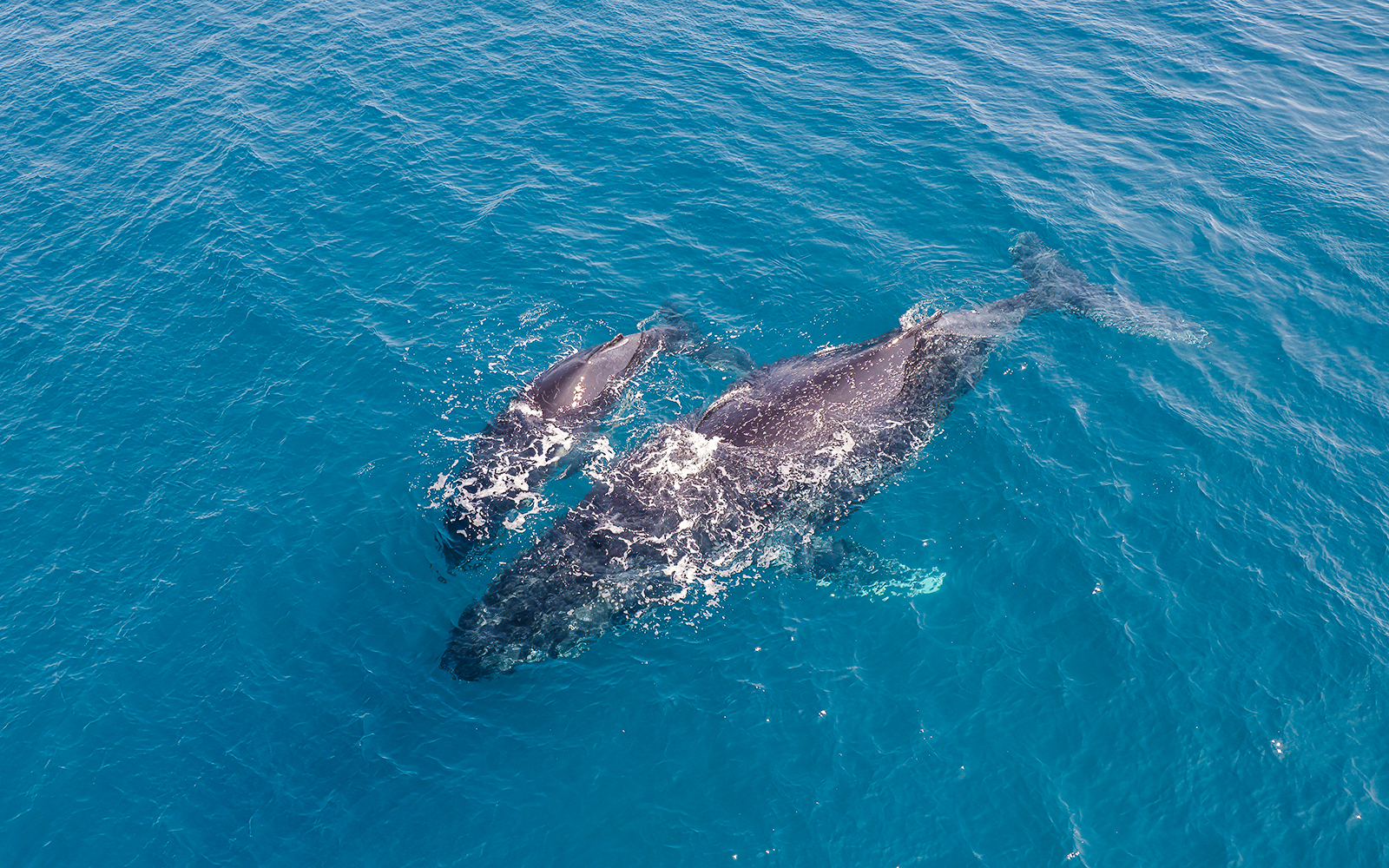 Aerial view of a humpback whale and calf swimming in clear blue ocean waters.