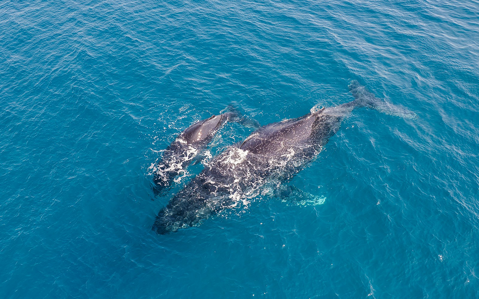 Aerial view of a humpback whale and calf swimming in clear blue ocean waters.