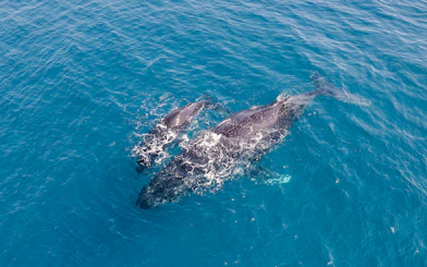 Aerial view of a humpback whale and calf swimming in clear blue ocean waters.