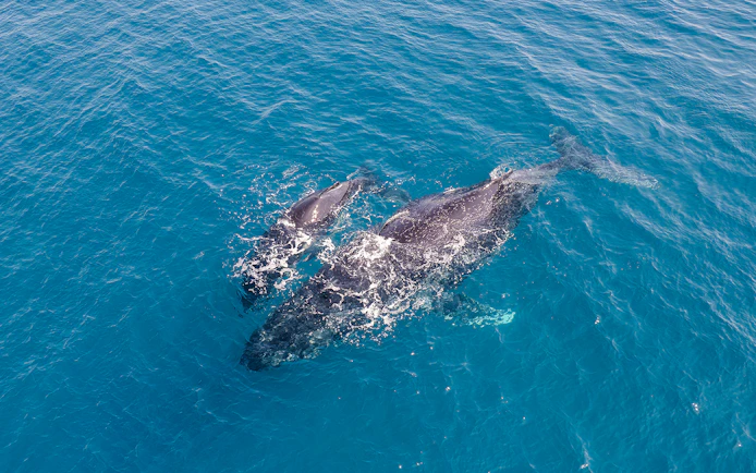 Aerial view of a humpback whale and calf swimming in clear blue ocean waters.