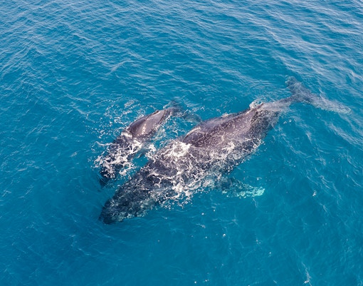 Aerial view of a humpback whale and calf swimming in clear blue ocean waters.