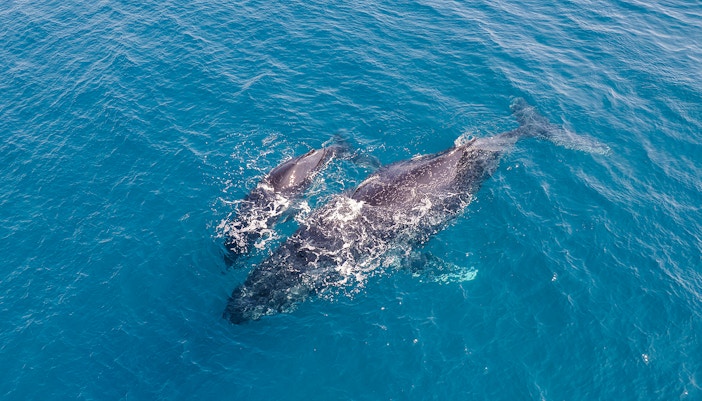 Aerial view of a humpback whale and calf swimming in clear blue ocean waters.