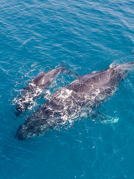 Aerial view of a humpback whale and calf swimming in clear blue ocean waters.