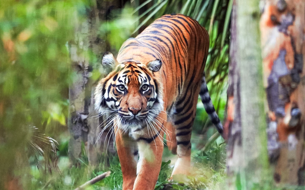 Sumatran tiger walking through foliage at Edinburgh Zoo.