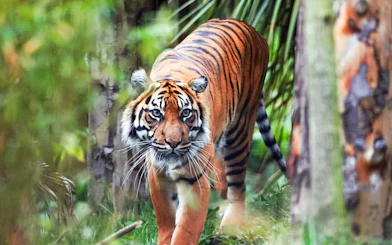 Sumatran tiger walking through foliage at Edinburgh Zoo.