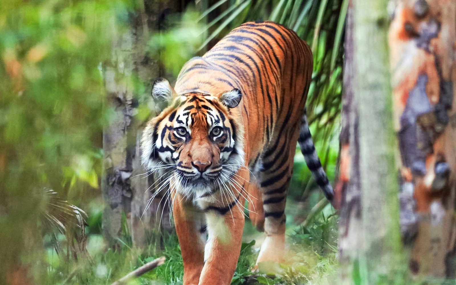 Sumatran Tiger at Johannesburg Zoo