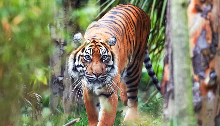 Sumatran tiger walking through foliage at Edinburgh Zoo.