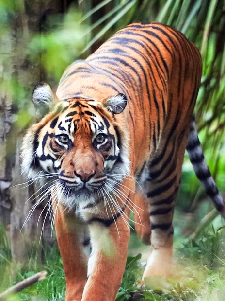 Sumatran tiger walking through foliage at Edinburgh Zoo.