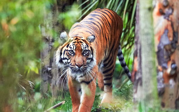 Sumatran tiger walking through foliage at Edinburgh Zoo.