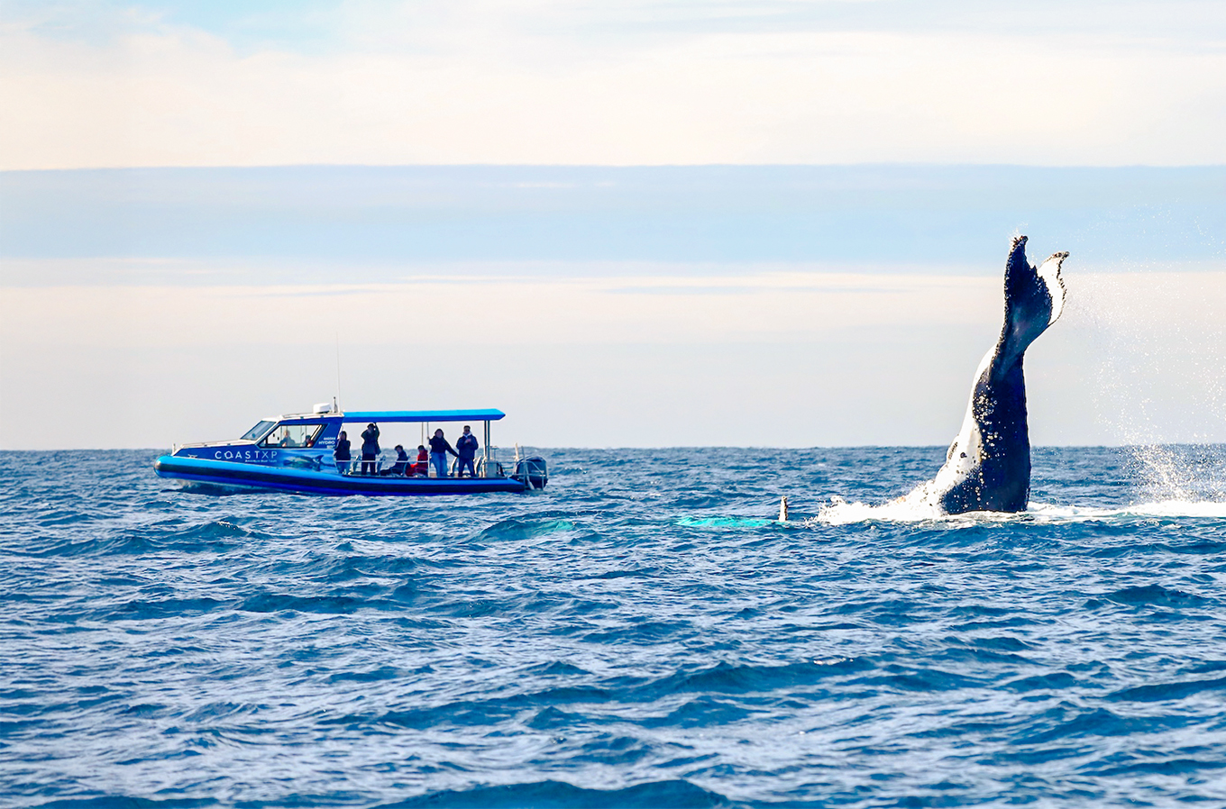 Whale breaching near a boat with people on Lake Macquarie, Australia.