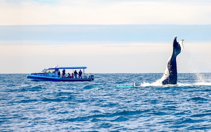 Whale breaching near a boat with people on Lake Macquarie, Australia.