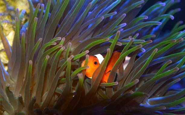 Clownfish among sea anemones at The Florida Aquarium, Tampa.