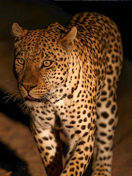 Leopard resting on a rock at Night Safari Park, Chiang Mai.
