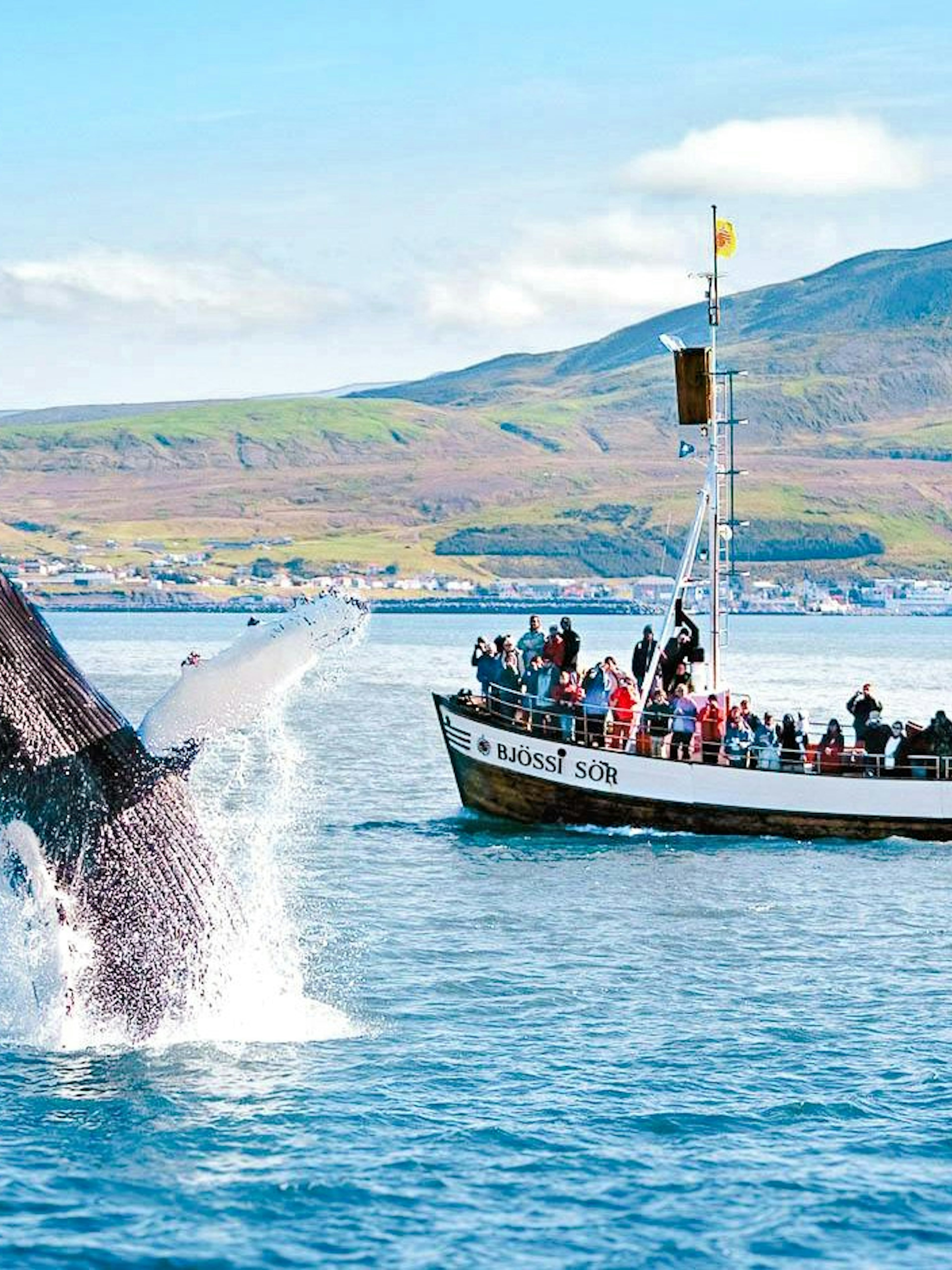 Whale breaching near tour boat with guests in Husavik, Iceland.