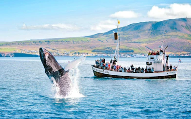 Whale breaching near tour boat with guests in Husavik, Iceland.