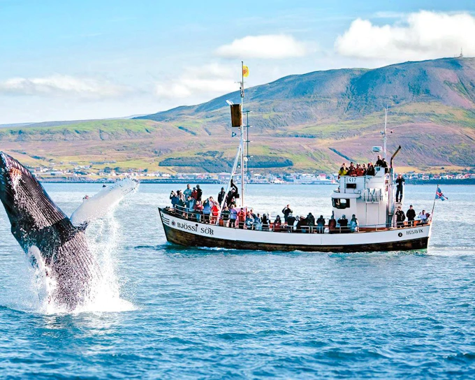 Husavik: Whale Watching & Puffin Boat Tour