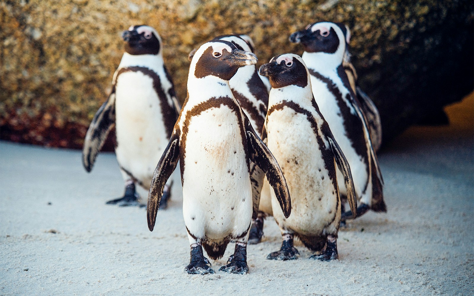 African penguins standing on sandy ground at Georgia Aquarium.