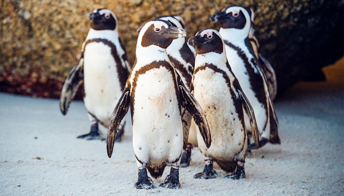 Penguin Enclosure in Barcelona Aquarium