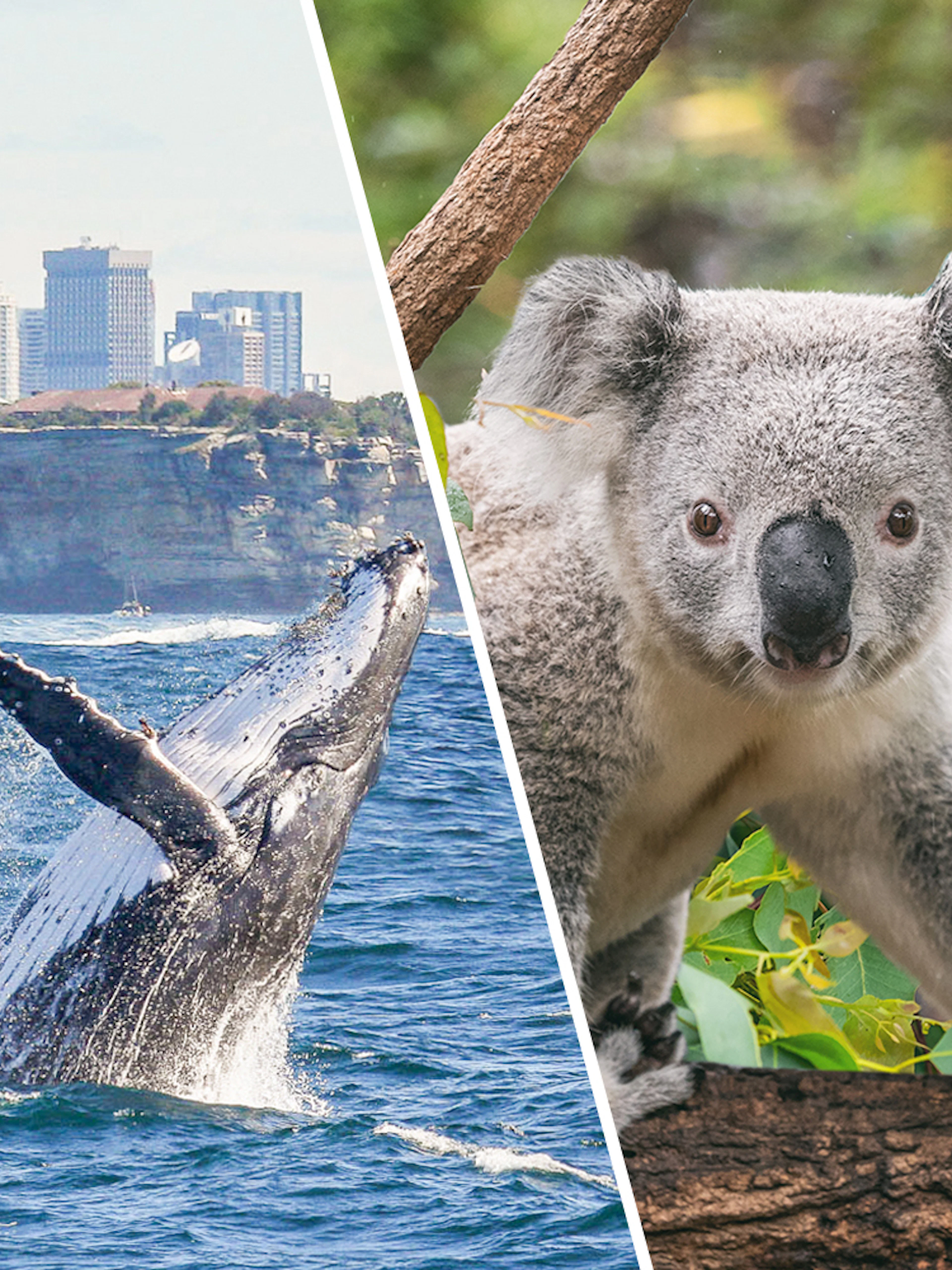 Koala on a branch at Taronga Zoo with Sydney skyline and whale watching boat in the background.