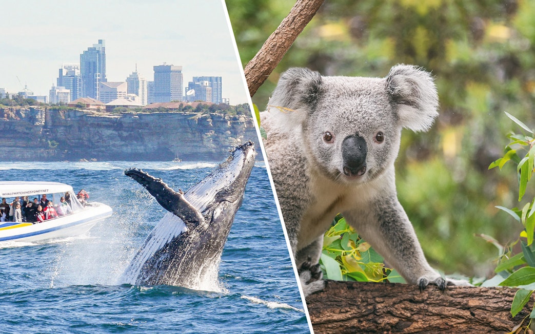 Koala on a branch at Taronga Zoo with Sydney skyline and whale watching boat in the background.