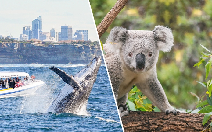Koala on a branch at Taronga Zoo with Sydney skyline and whale watching boat in the background.