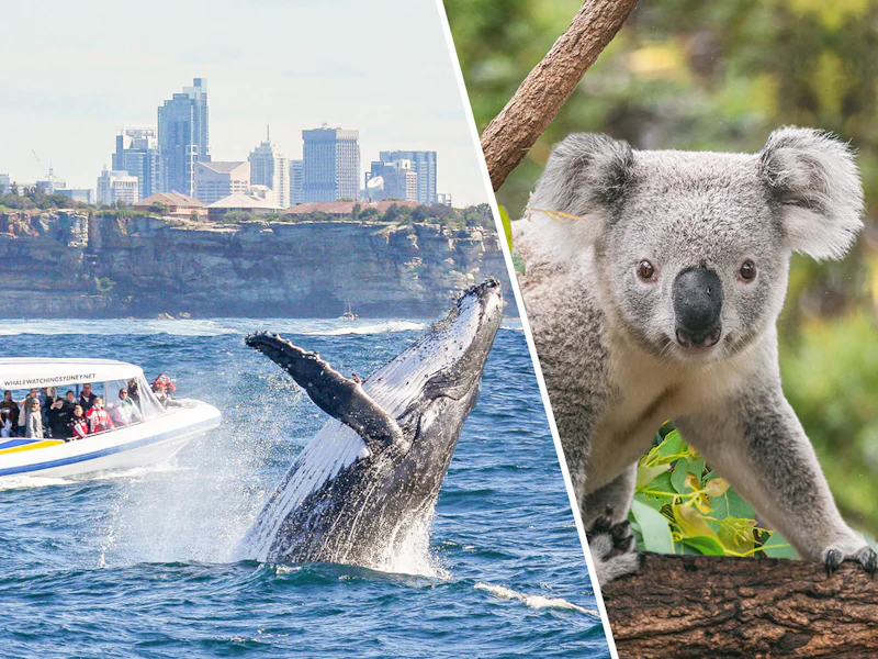 Combo Save 4 Sydney Whale Watching Cruise Taronga Zoo Tickets - Sydney