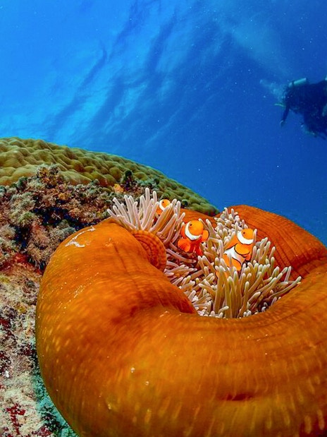 Clownfish in anemone with diver in the Great Barrier Reef.