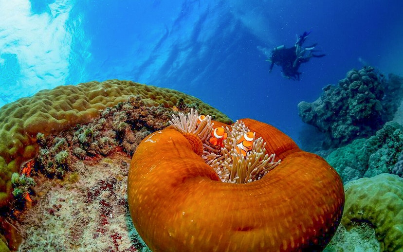 Clownfish in anemone with diver in the Great Barrier Reef.