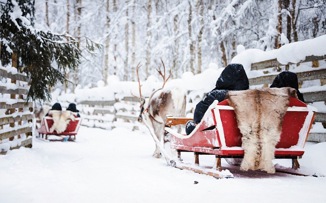 Reindeer pulling a sled through snowy forest in Lapland.