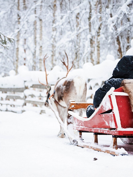 Reindeer pulling a sled through snowy forest in Lapland.