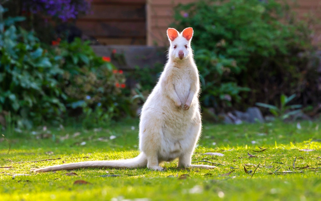 Albino wallaby on Bruny Island nature trail, Hobart day tour.