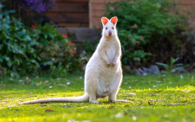 Albino wallaby on Bruny Island nature trail, Hobart day tour.