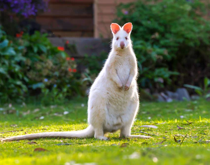 Albino wallaby on Bruny Island nature trail, Hobart day tour.