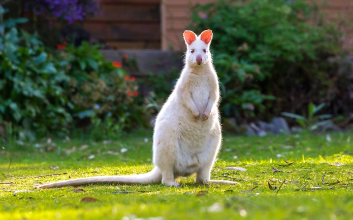 Albino wallaby on Bruny Island nature trail, Hobart day tour.