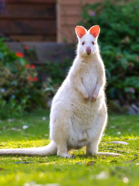 Albino wallaby on Bruny Island nature trail, Hobart day tour.