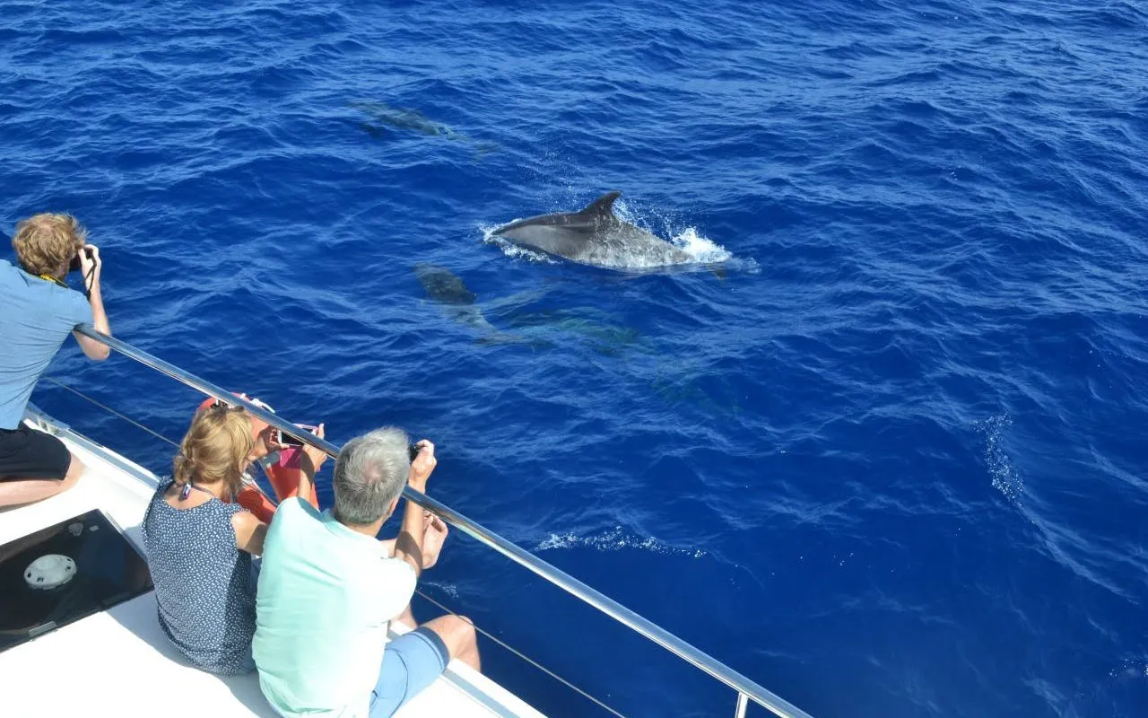 Small group watching dolphins from a boat on a whale watching cruise.