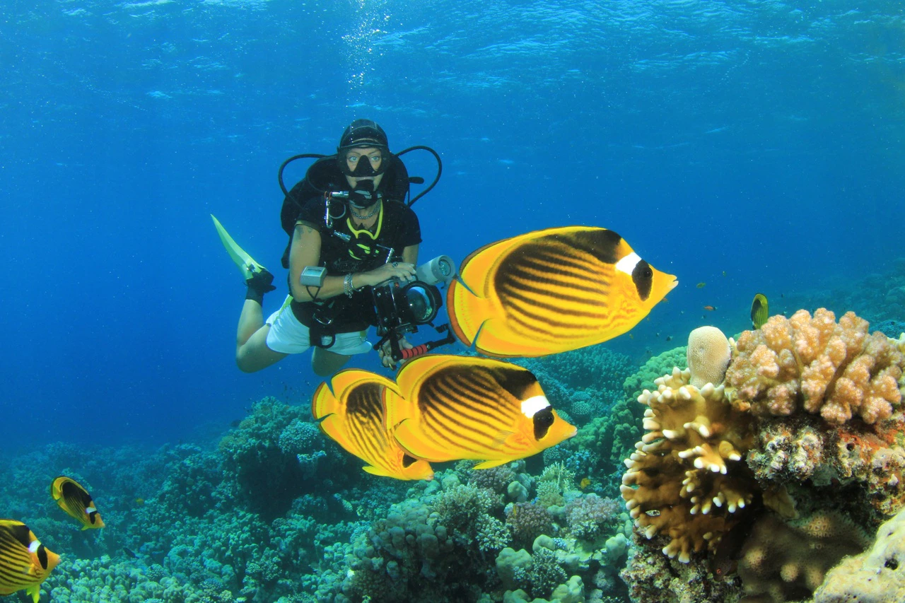 Scuba diver exploring coral reef with butterflyfish in Red Sea, Hurghada.