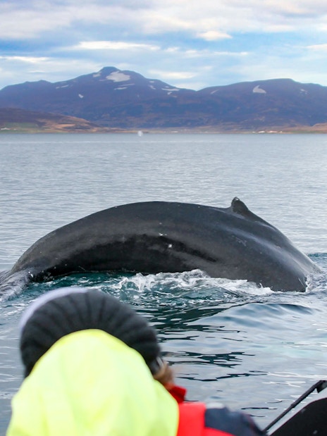 Whale tail near boat with guests taking photos during Akureyri RIB speedboat tour.