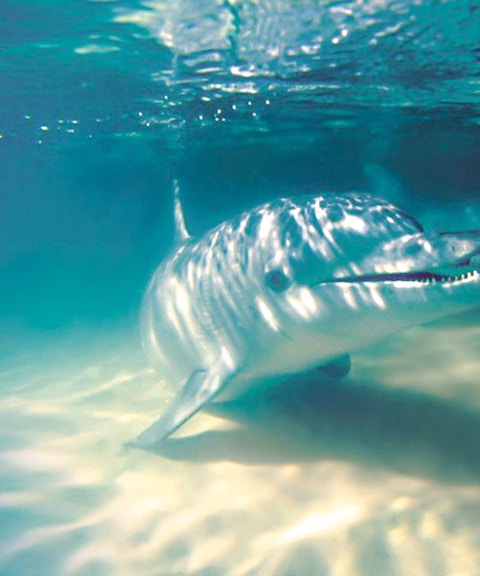 Dolphin approaches a hand offering food underwater at Tangalooma Island Resort.