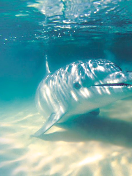 Dolphin approaches a hand offering food underwater at Tangalooma Island Resort.