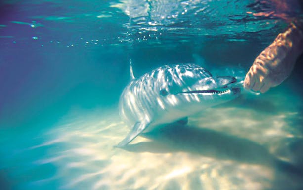 Dolphin approaches a hand offering food underwater at Tangalooma Island Resort.