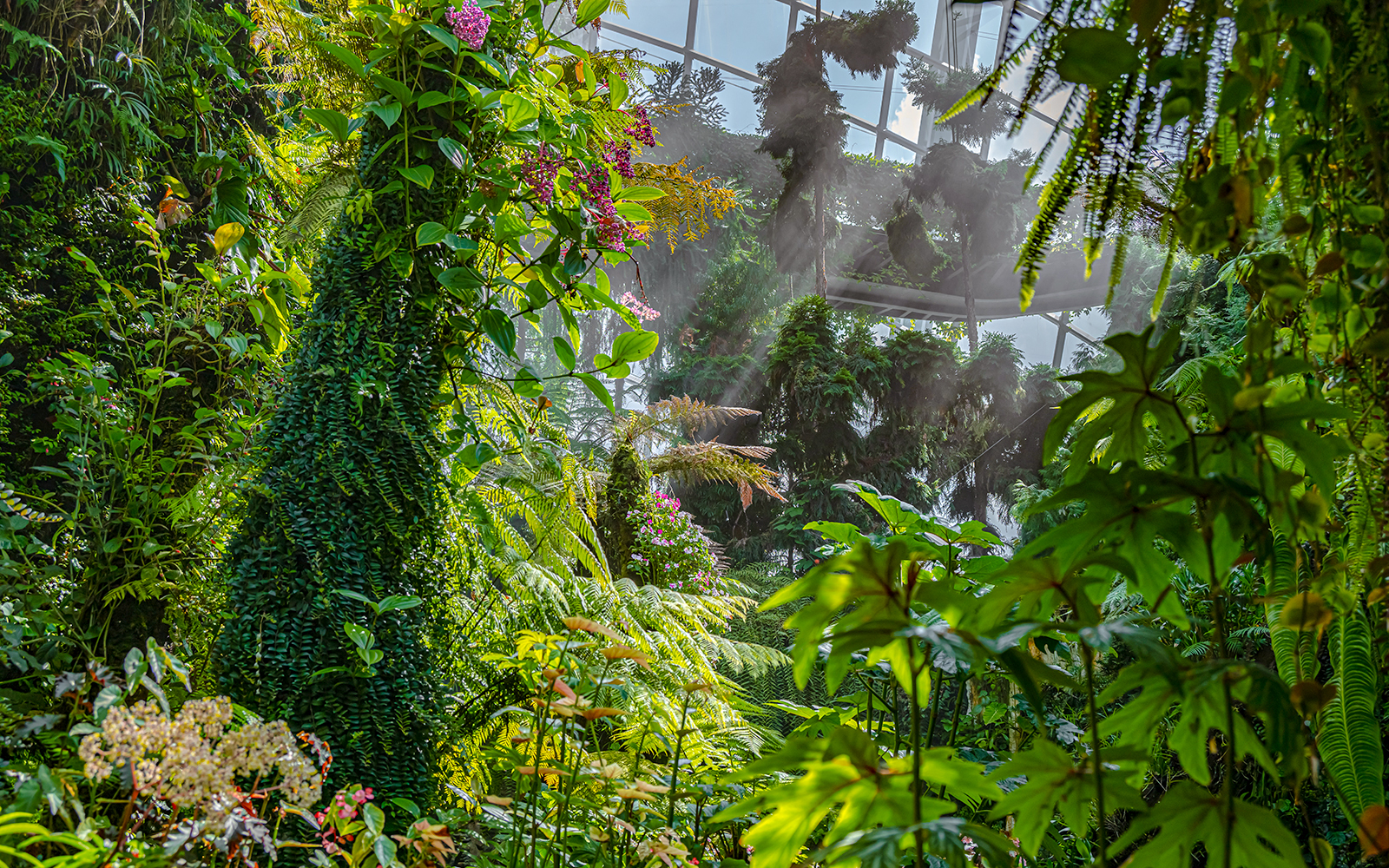 Lush greenery and mist in Singapore's Cloud Forest conservatory.