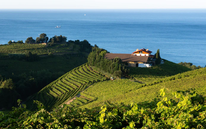 Txakoli vineyards overlooking the sea in Getaria, Basque Country, Spain.