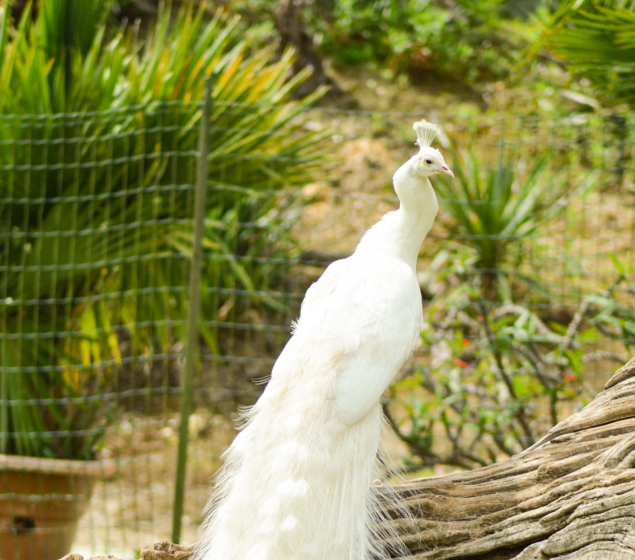 Ingressos para o Farm in the City Malásia: Caminhada pela Floresta