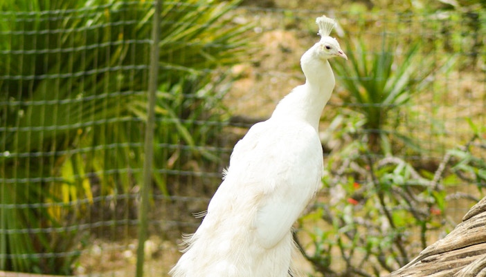 Farm in the City Malaysia tickets - Jungle Walk
